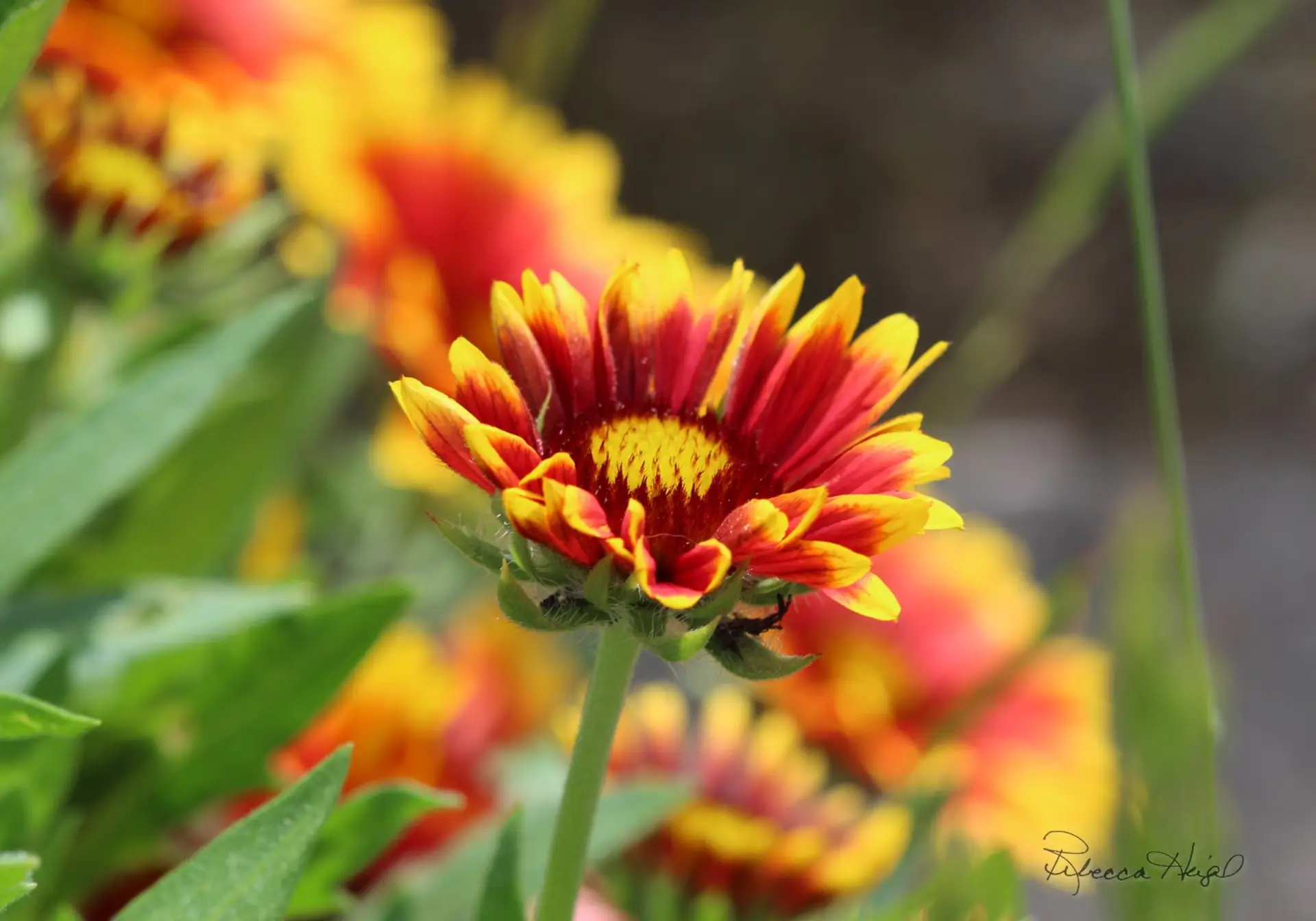 red yellow flower nature