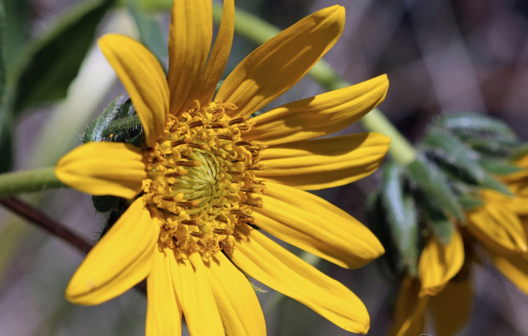 flowers yellow