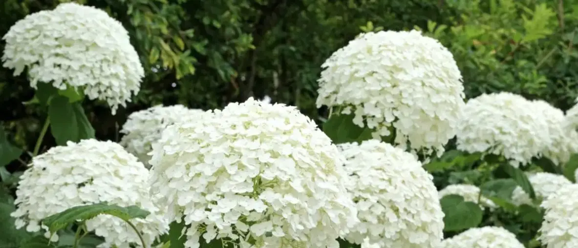 white flowers garden